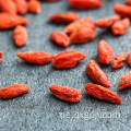 Rohe organische Goji-Beerentrockenfrucht lycium Beere